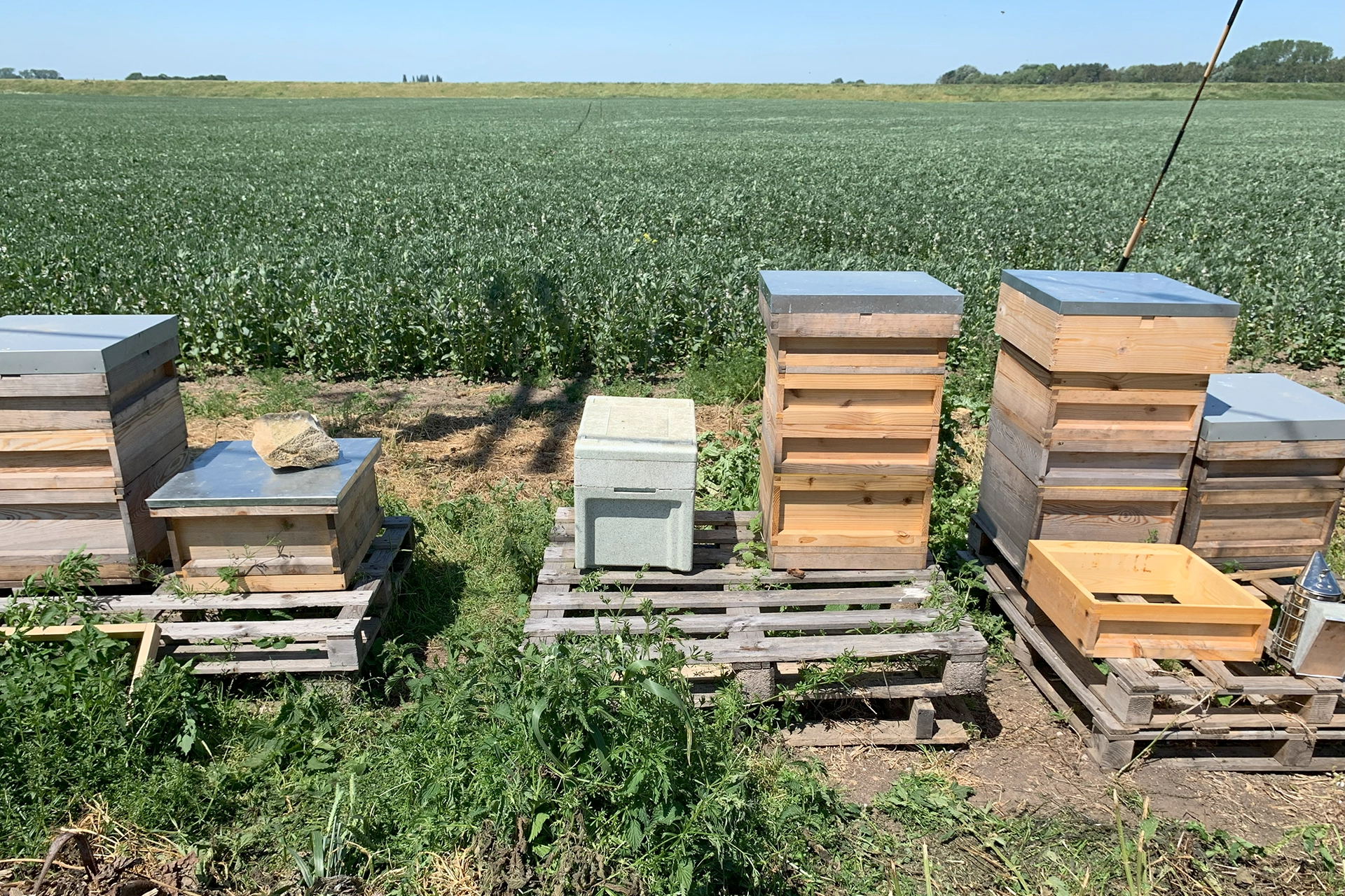 Overwhelming Response to Bee Health Day – Update for SBBKA Members