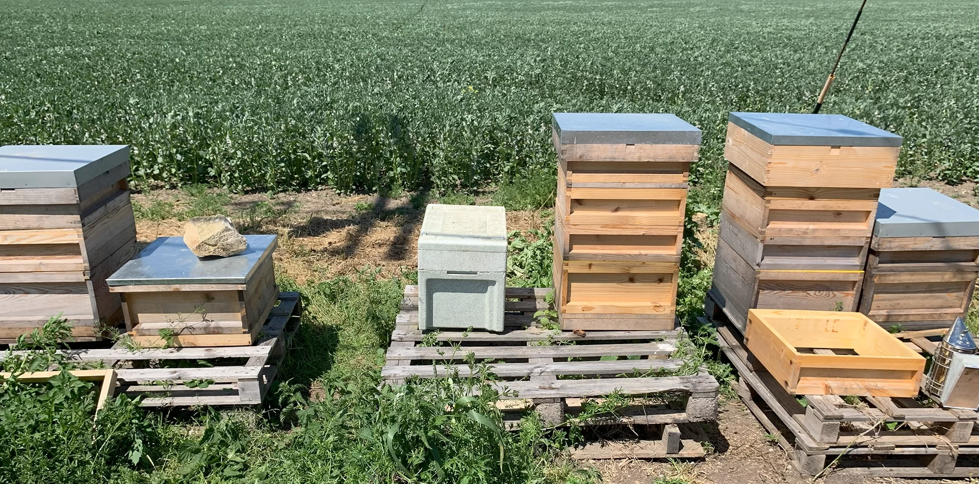 Tongue End Apiary