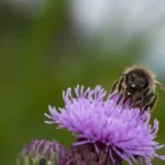 Honey Bee on Flower