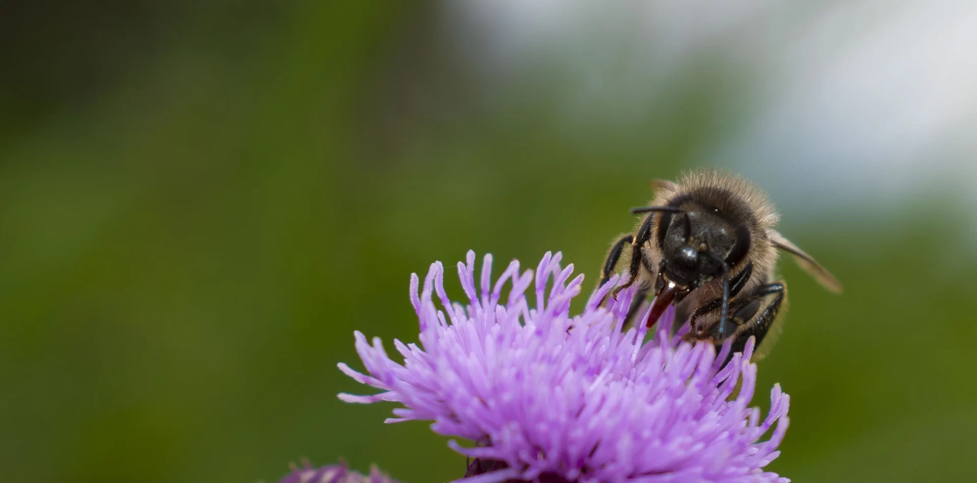 Honey Bee on Flower