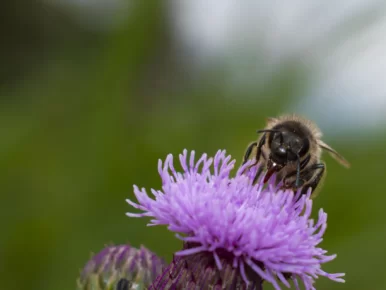 Honey Bee on Flower