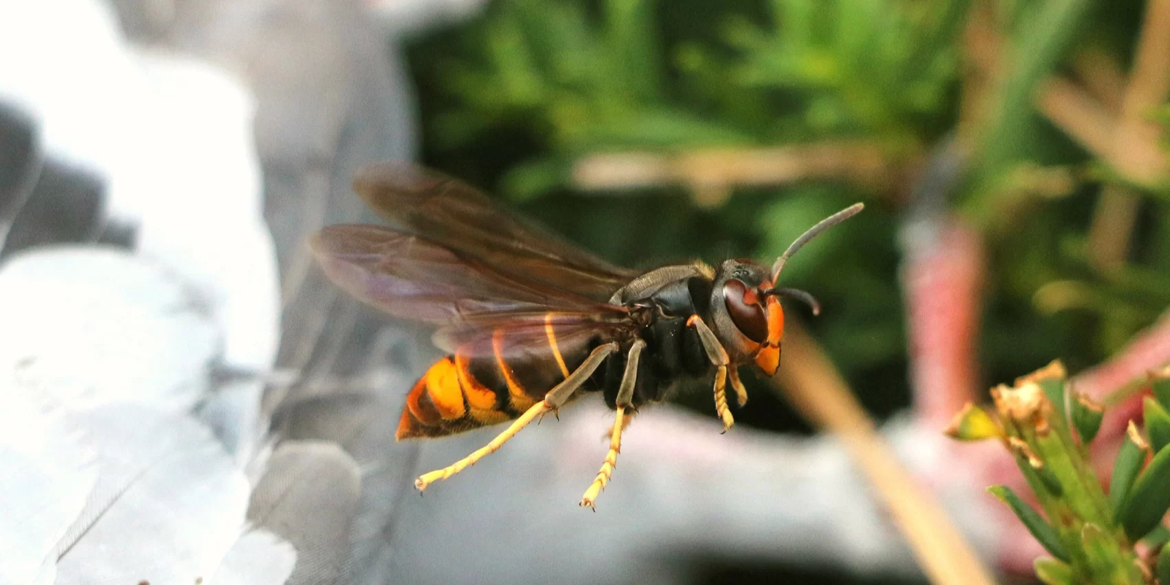 Asian Hornet